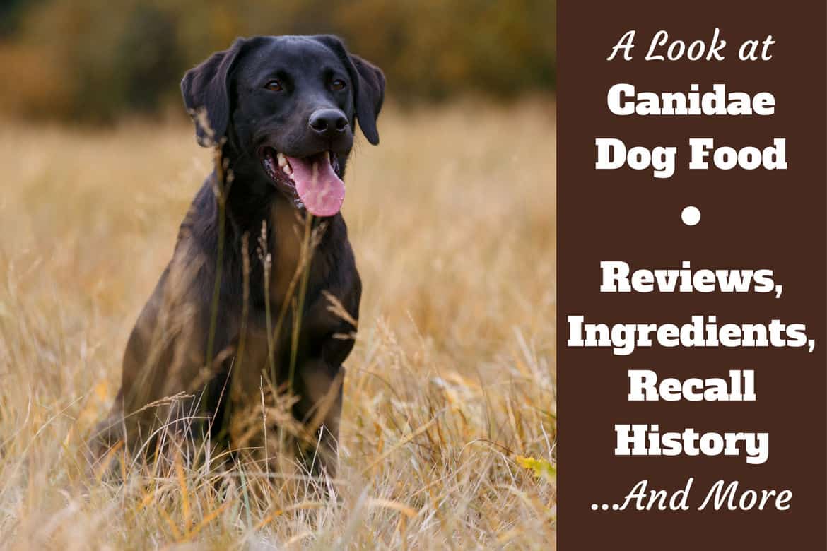 Canidae Dog Food Reviews Ingredients Recall History And Our Rating