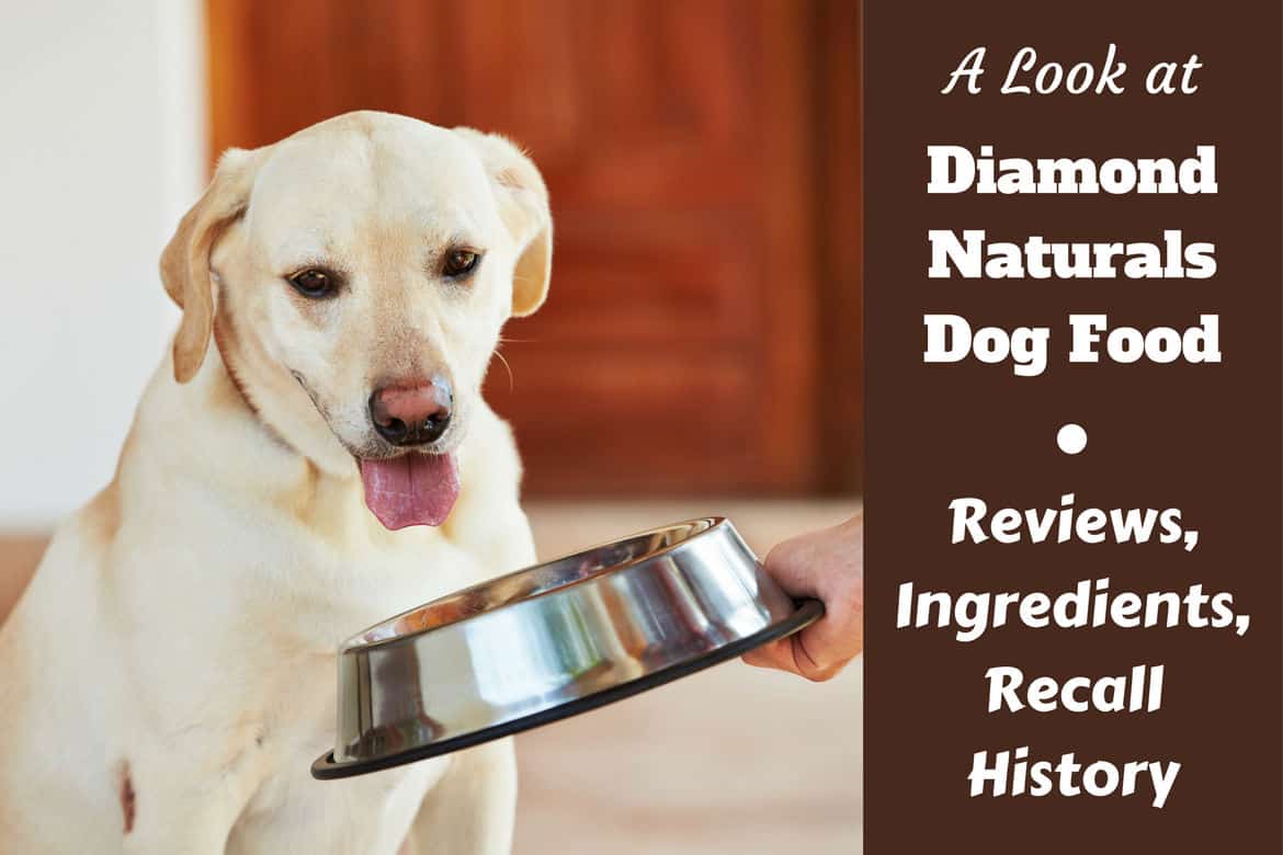 What Is In Diamond Dog Food