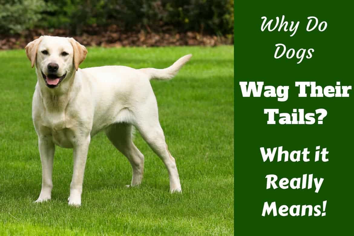 what does it mean when your dogs tail is wagging