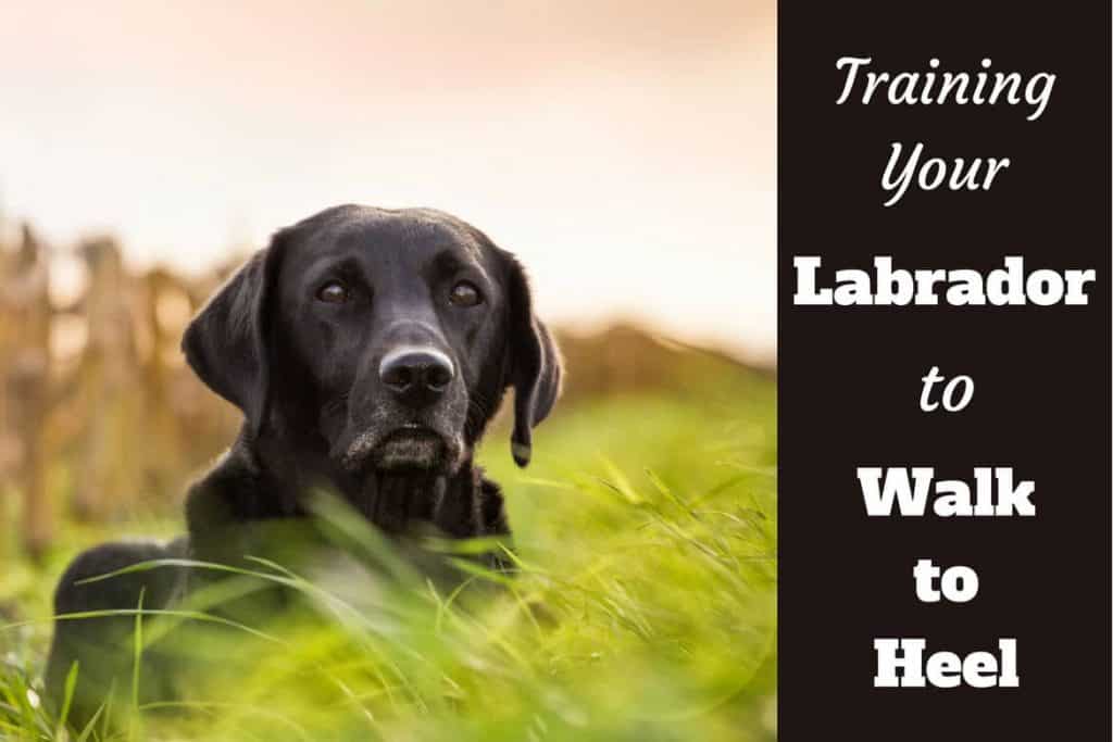 Training a Labrador to Walk to Heel - LabradorTrainingHQ