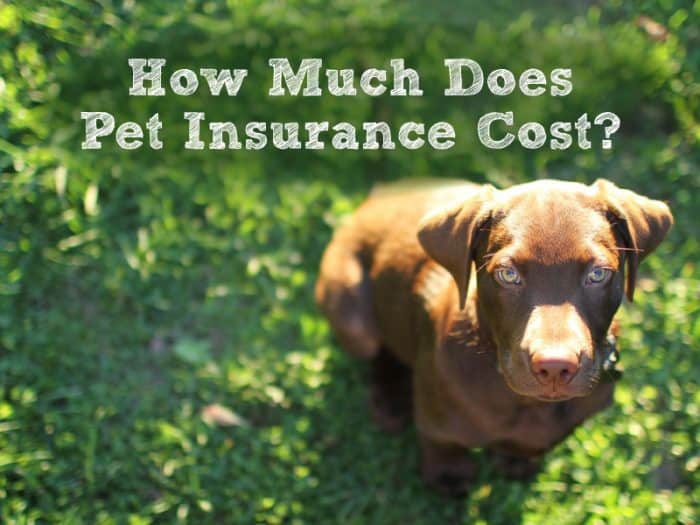 how much is pet insurance a month for a dog