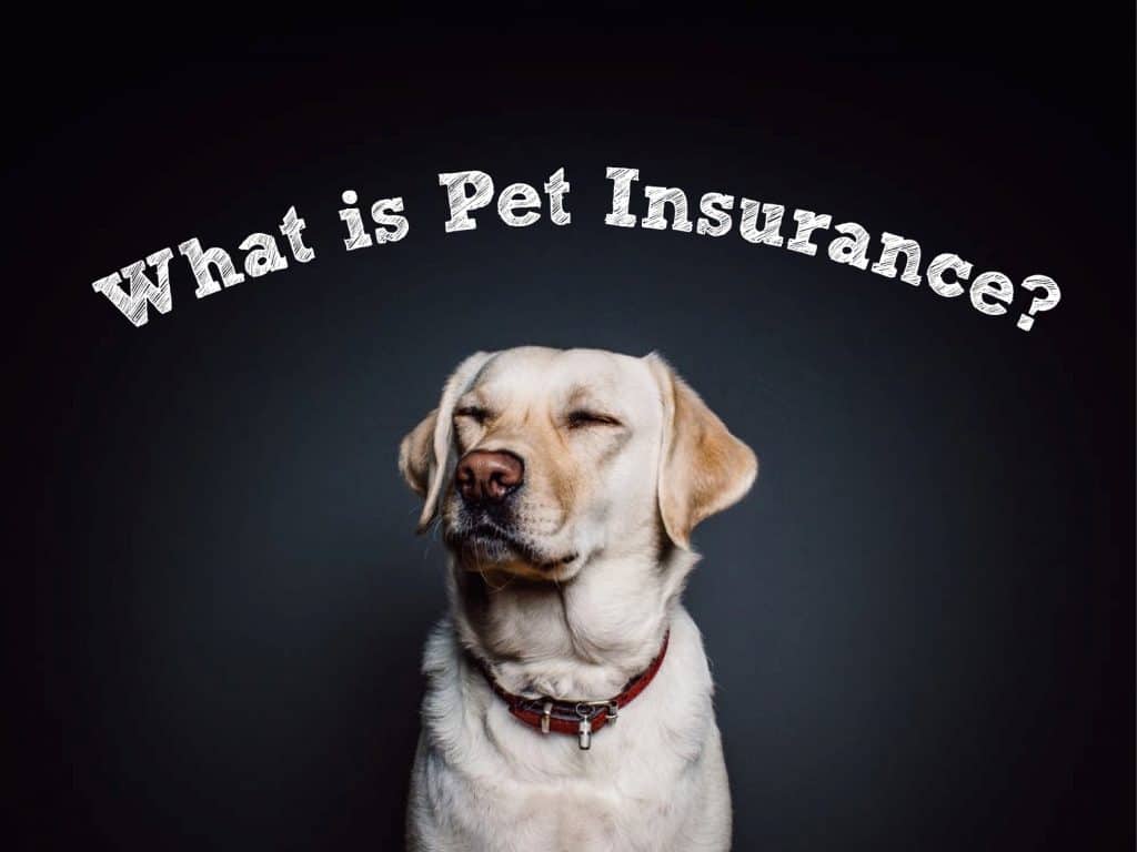 What is Pet Insurance? (Is Pet Insurance Worth It?) - LabradorTrainingHQ