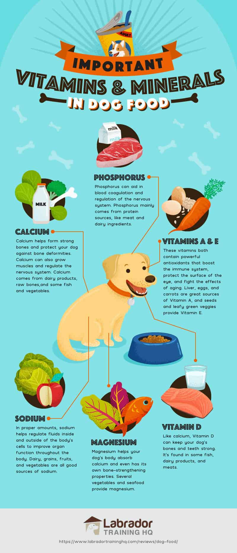 good healthy food for dogs