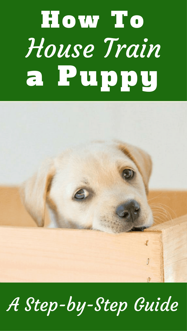 House Training a Puppy 