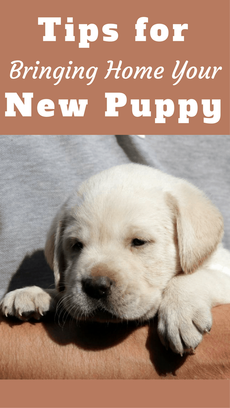 bringing home a labrador puppy