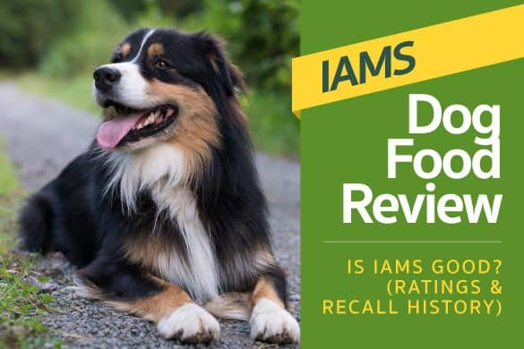 Iams Dog Food Review - Is Iams Good? (Ratings & Recall History)