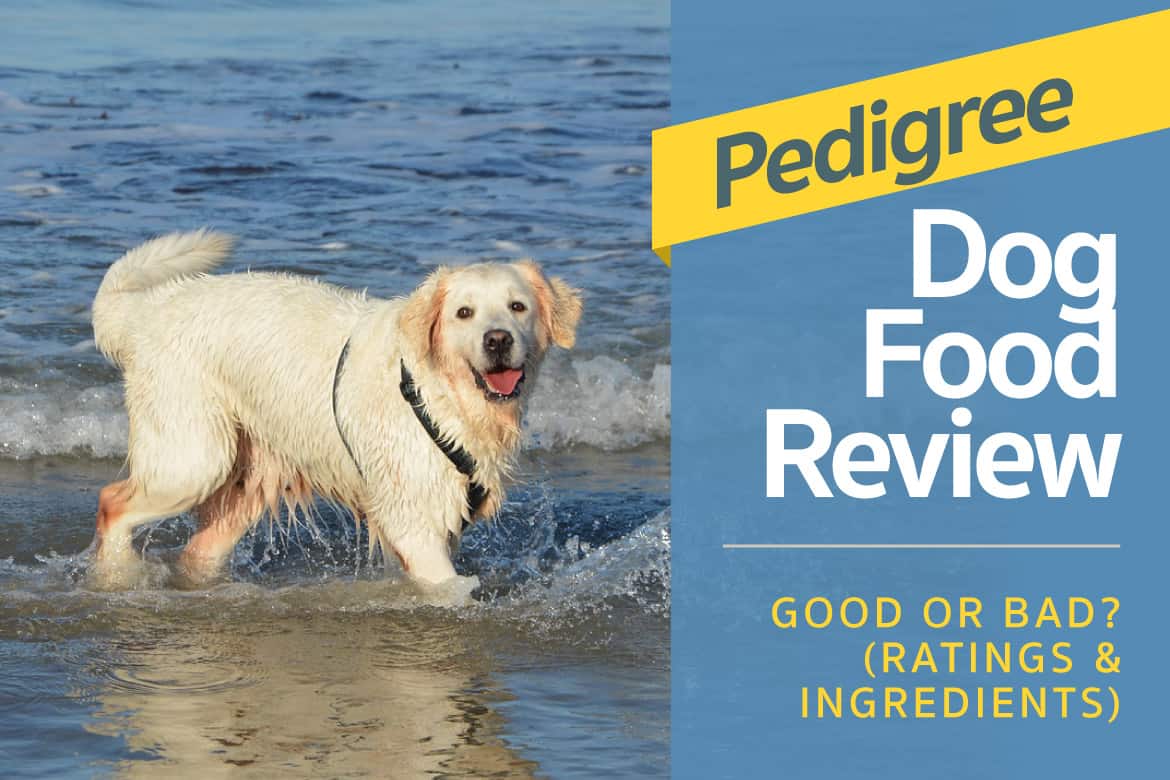 Pedigree Dog Food Review Good Or Bad Ratings Ingredients
