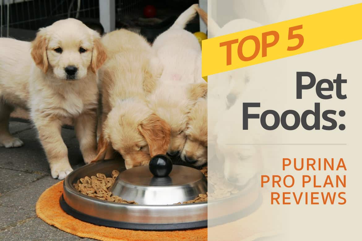top purina dog food