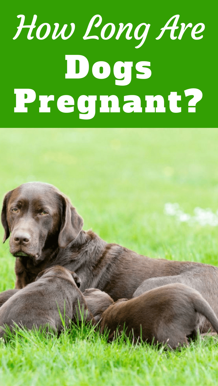 63 days pregnant dog