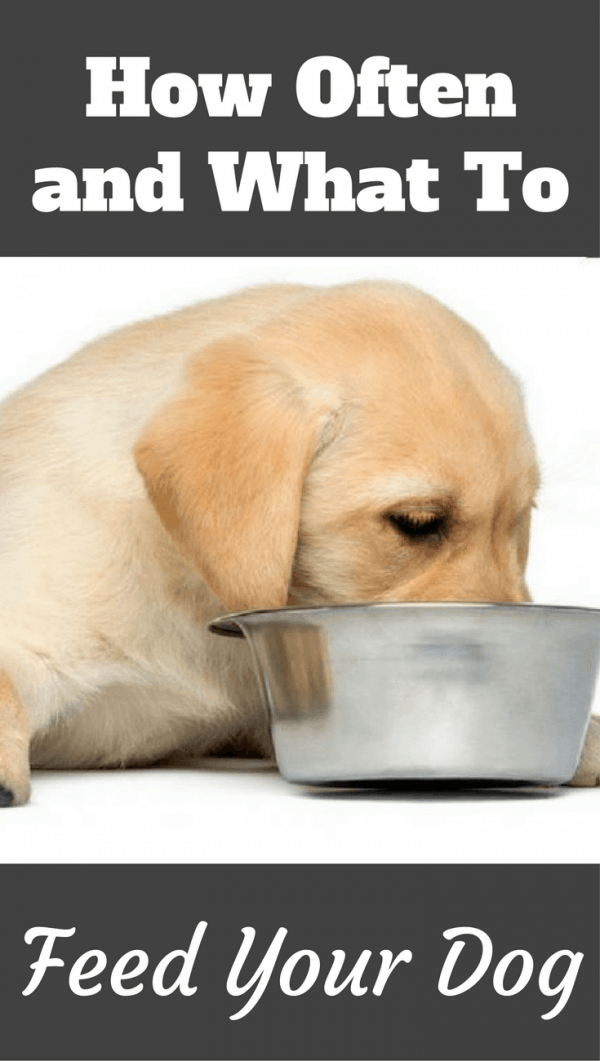 what to feed a 40 day old puppy