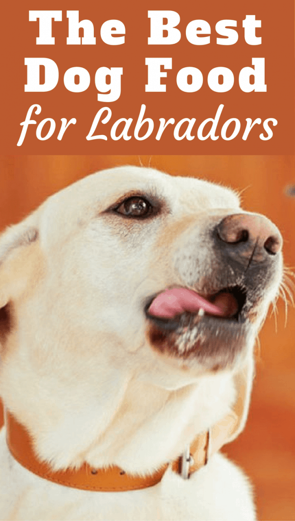 best kibble for labradors