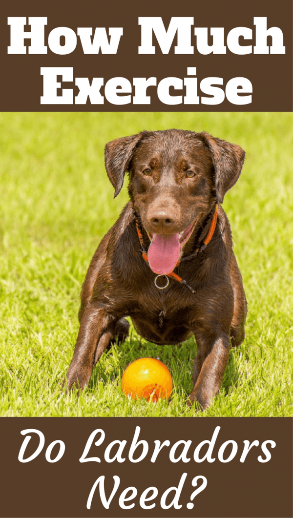 55 Cute How Much Exercise Do Puppies Need Photo 8K Uk bleumoonproductions