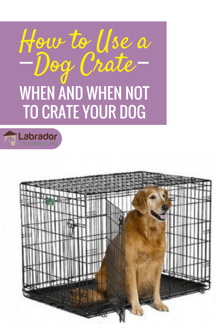 When to Use a Dog Crate [Plus FREE TIPS on Crating a Dog While at Work]