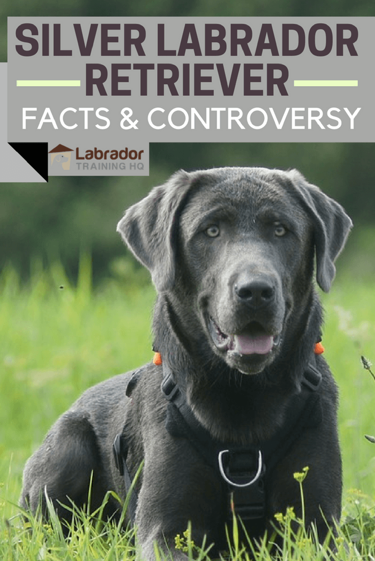 Silver Labrador Retriever Facts About Silver Labs You Need To Know Today