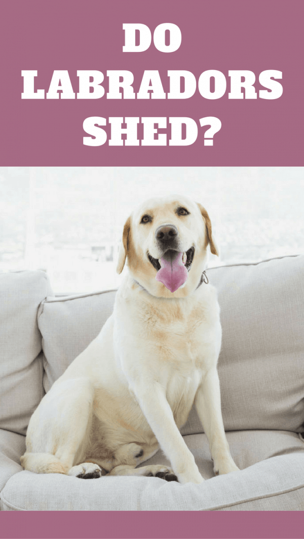 do black labs shed