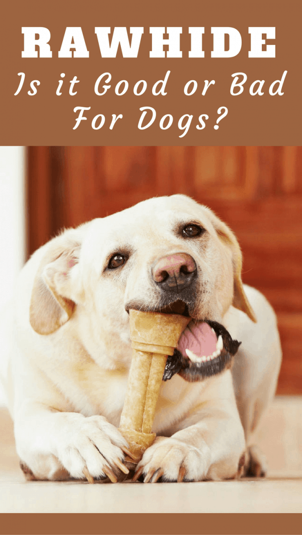 is rawhide good for dogs