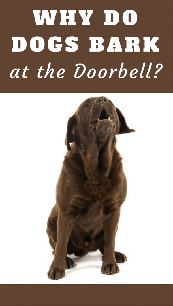 dog barking doorbell