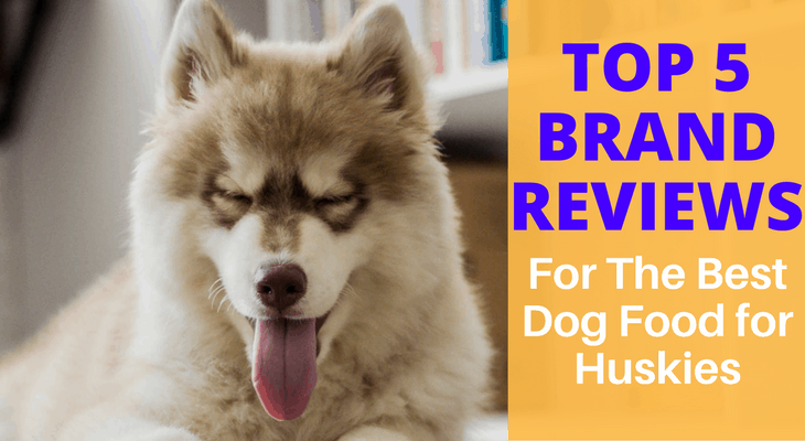 What Is The Best Dog Food For Huskies Top 5 Brand Reviews 2021