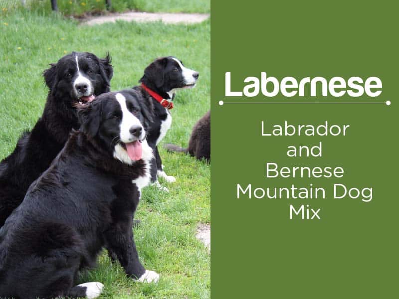 Bernese Mountain Dog Lab Mix 