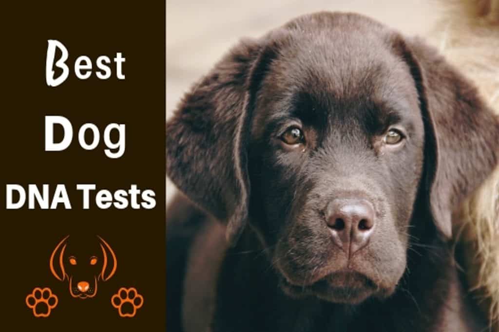 puppy dna test reviews