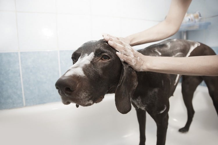 best dog clippers for labrador
