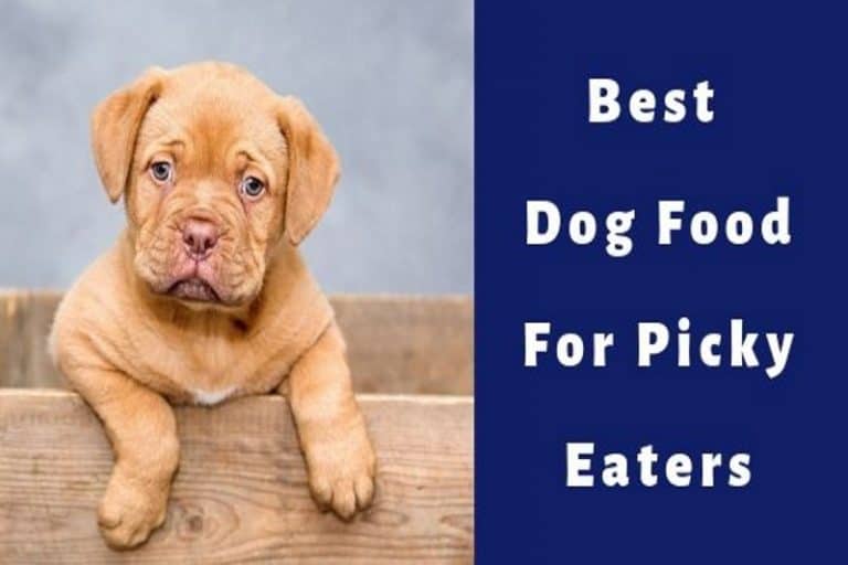 the-best-dog-food-for-picky-and-fussy-eaters-dry-canned