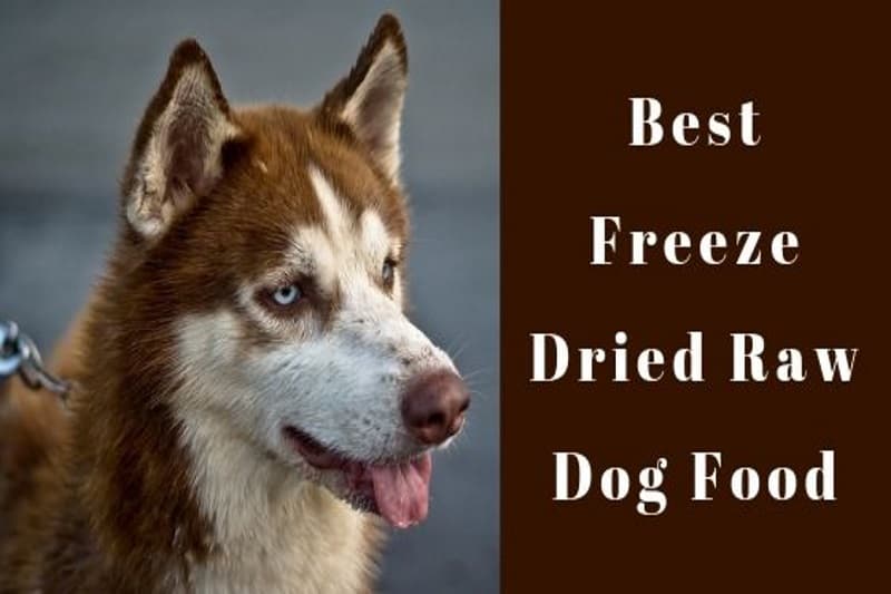 The Best Freeze Dried Raw Dog Food 5 Reviews 