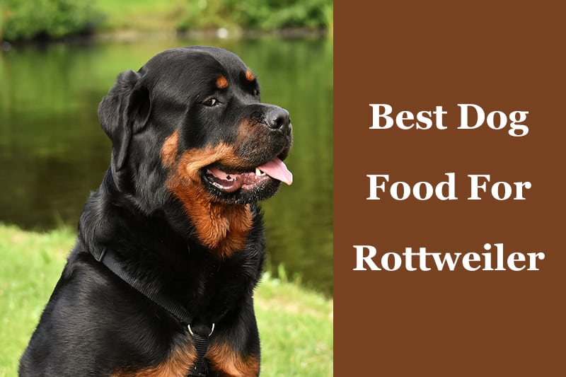 Discover the Best Food for Rottweilers: A Guide to Optimal Nutrition