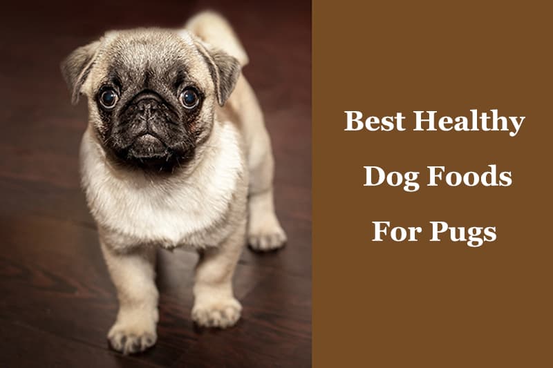 The Best Dog Food For Pugs – Diet And 
