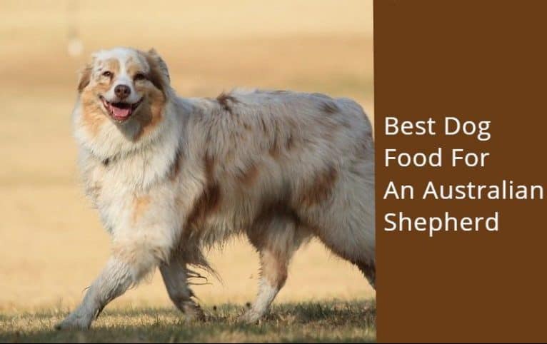 best dry dog food for australian shepherds
