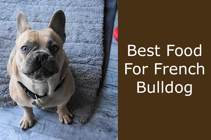 what should i feed my french bulldog puppy