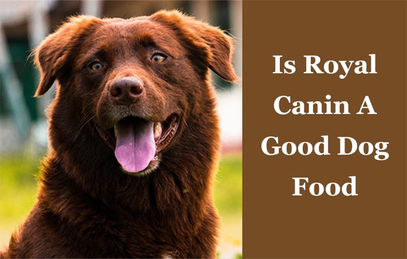 royal canin dog food rating
