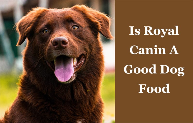 Royal Canin Dog Food Reviews Are They A Good Brand 2019 