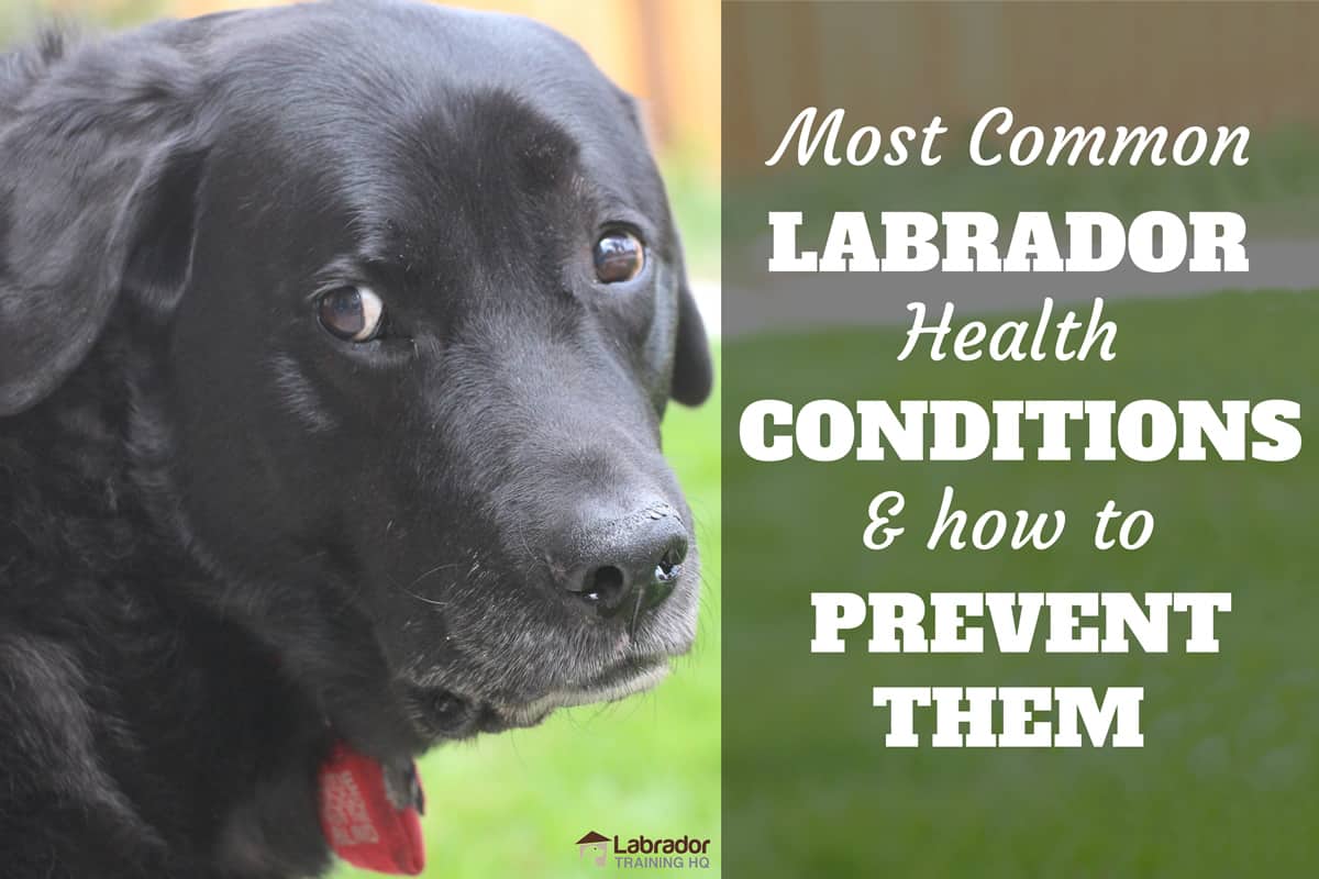 are purebred labrador retrievers prone to health problems