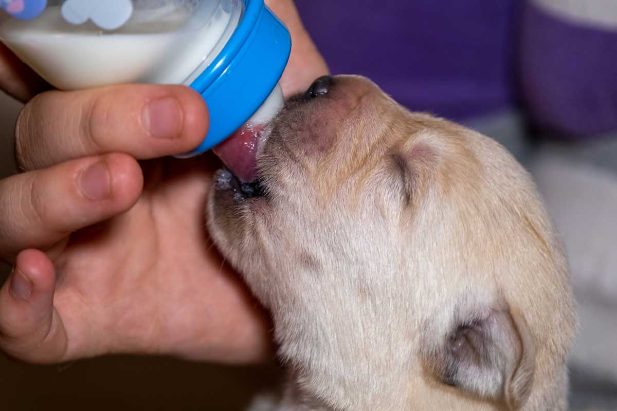 how do you feed a newborn chihuahua puppy