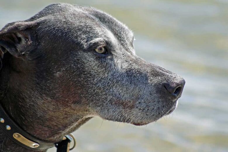 Old Dog Seizures - Grey faced lab looking to the right.