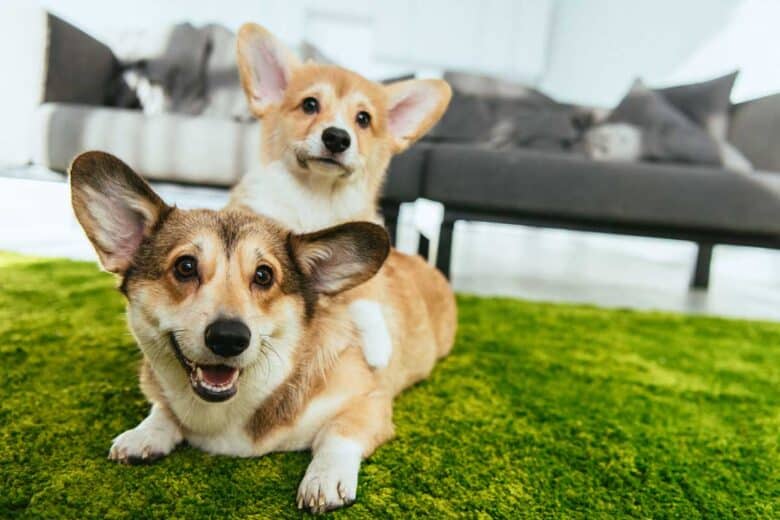 Can Dogs Get Dementia? - Two corgi's sitting on green carpet One corgi on top of the other