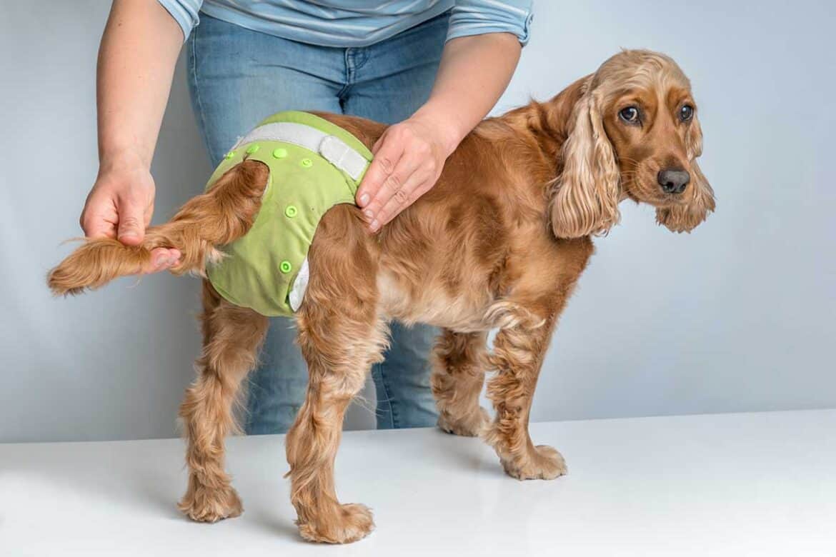 how-to-use-dog-diapers-and-the-top-5-dog-diapers-for-poop