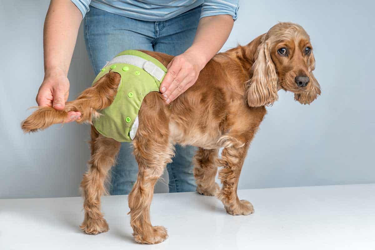 what helps dogs go poop