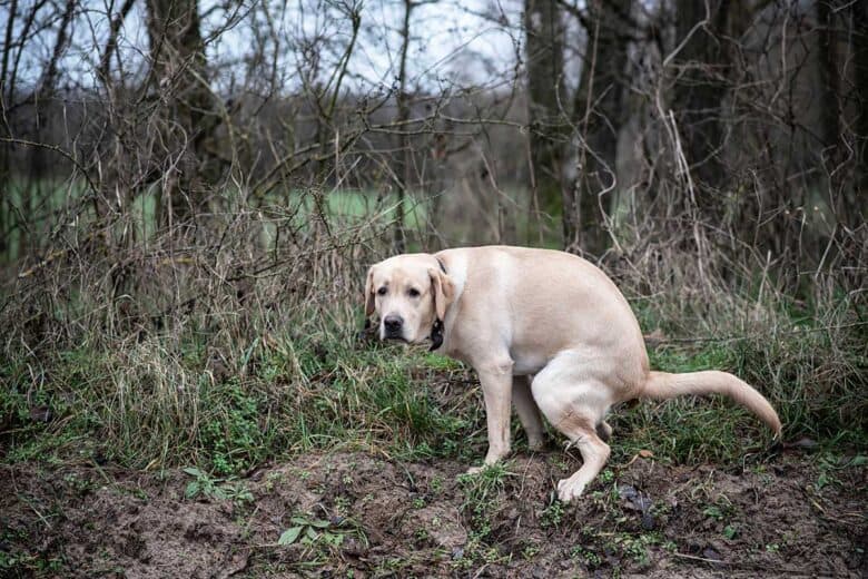 why-does-my-dog-have-slimy-poop