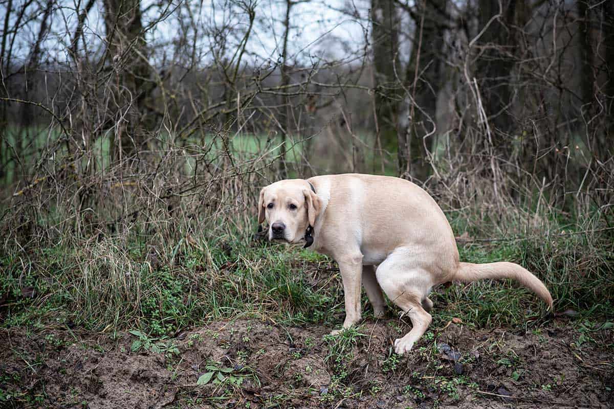 Why Is My Dog Pooping So Much And What To Do About It