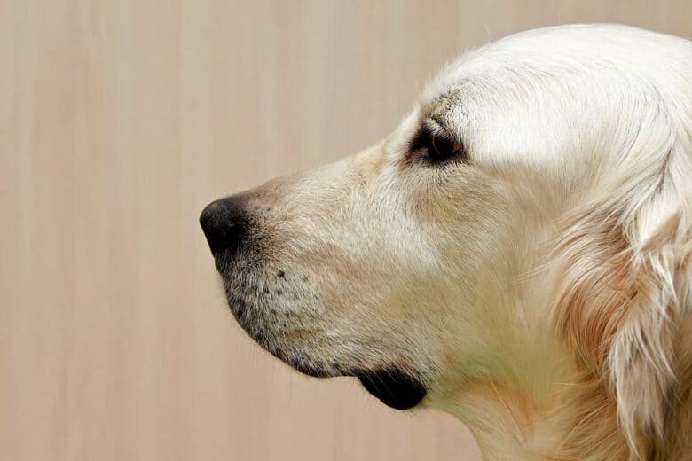 Why Does My Dog Stare At The Wall