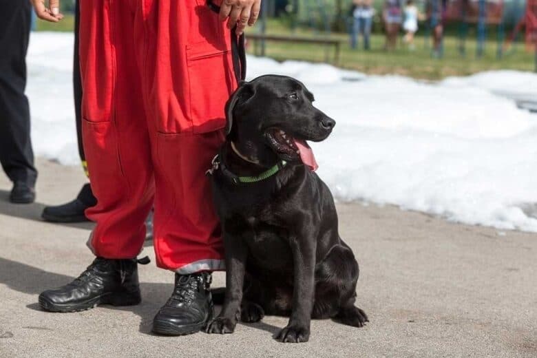 Service Dog Etiquette