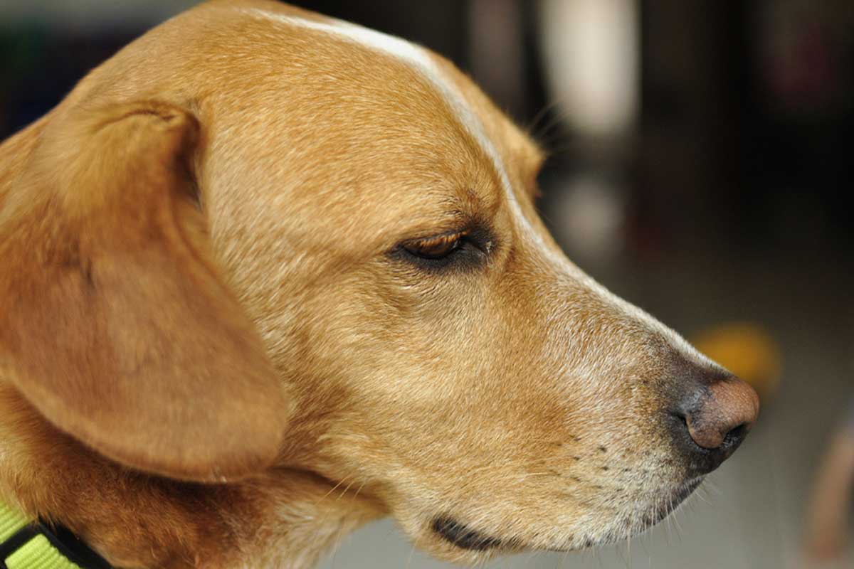 black pitbull beagle mix