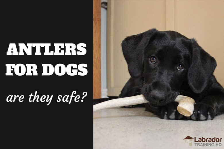 antlers for puppies safe