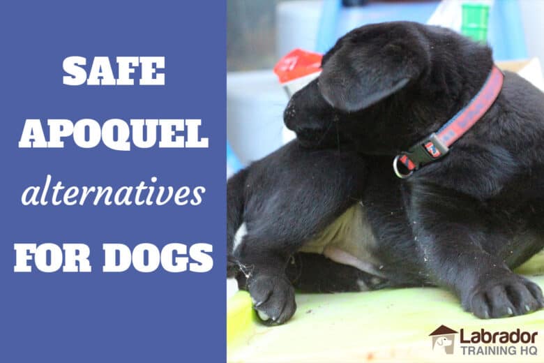 Safe Apoquel Alternatives For Dogs Available In 2020