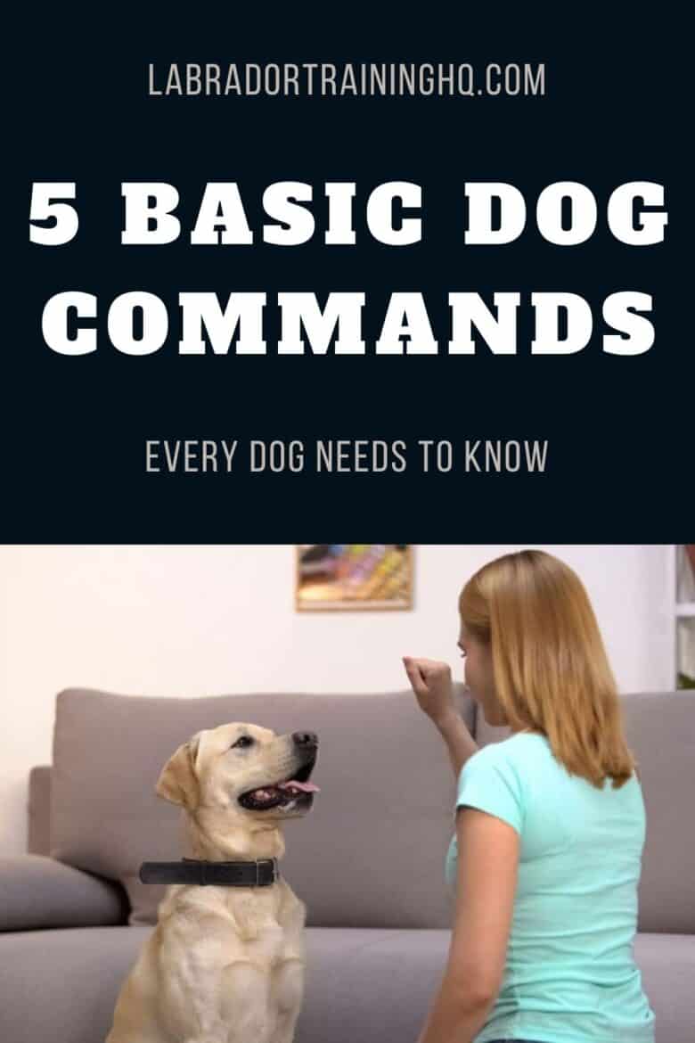 5 Basic Dog Commands Every Dog Needs To Know - Yellow Lab Sitting looking at hand. Lady kneeling with palm closed next to dog.