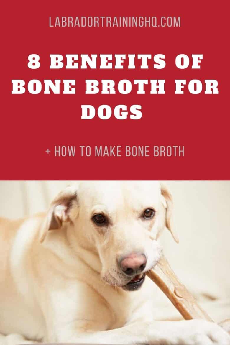 8 Benefits of Bone Broth For Dogs + How To Make Bone Broth - Yellow Lab chewing on a bone.