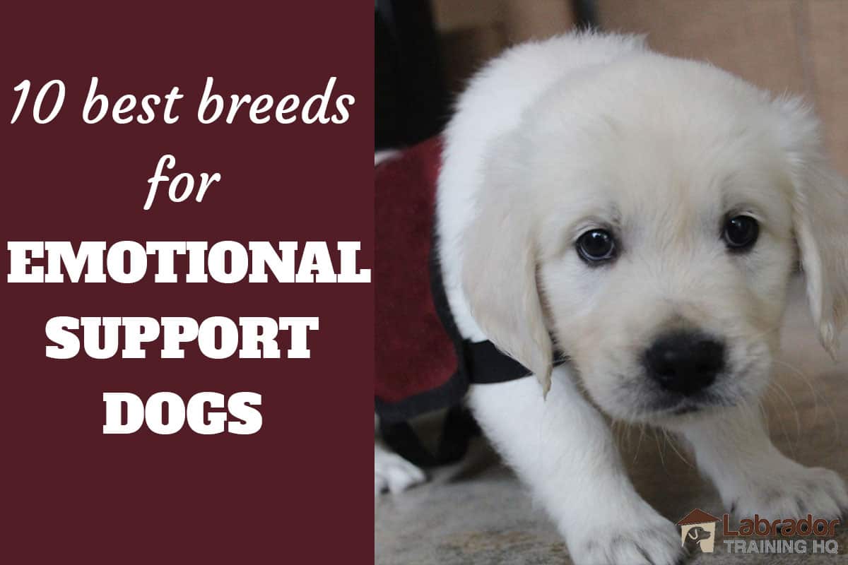 What Dogs Are Best For Emotional Support