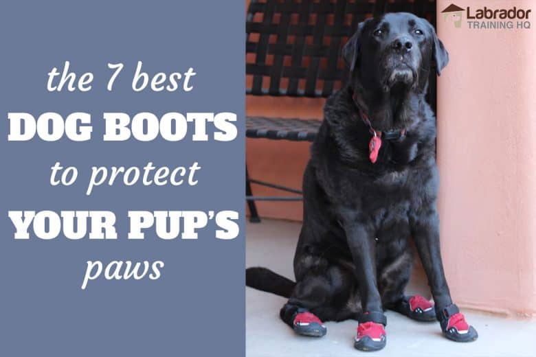 best dog boots for labradors